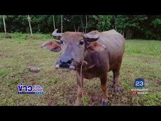 ตั้งรางวัล 1 แสนบาท ติดตามควายที่ถูกขโมย | ข่าวเวิร์คพอยท์ | 24 ก.ค.60