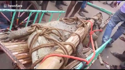 Villagers tie up massive intruder crocodile to teach it a lesson
