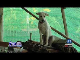 ลุงล้มหัวน็อกพื้นดับ สุนัขคู่ใจนอนเฝ้าศพ | ข่าวเวิร์คพอยท์ | 27 ก.ค.60