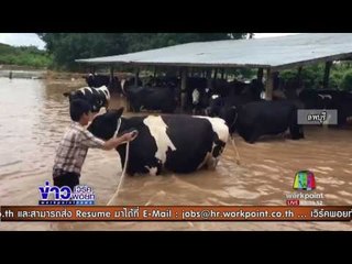 ลพบุรีท่วมหนัก ผู้เลี้ยงวัวขาดแคลนอาหารสัตว์ |ข่าวเวิร์คพอยท์|30ก.ค.60