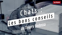 Chats : les bons conseils de Thierry Bedossa