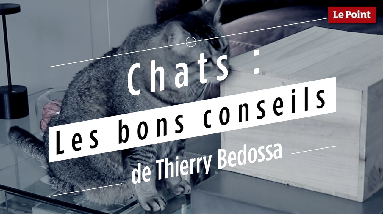 Chats : les bons conseils de Thierry Bedossa