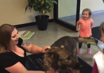 Kansas Family Reunited With Dog That Was Mistakenly Flown to Japan