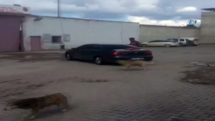 Cezaevine alınmayan şahıs otomobili ile çelik kapıyı böyle yıktı