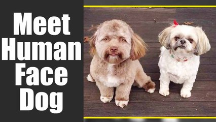 This Dog has a Human Face & It's all over internet | Boldsky
