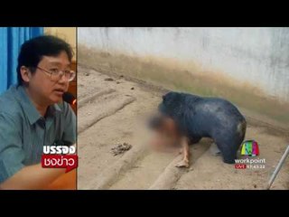 หมีหายซ่า! ย้ายไปเขาค้อ เครียด กินน้อย | บรรจงชงข่าว | 3 ส.ค. 60