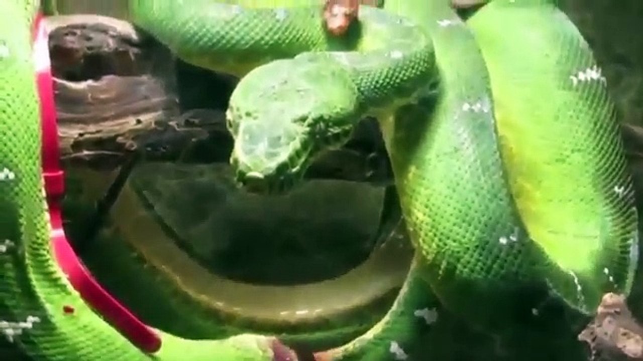 The process of snake birth a rare moment!साँप जन्म एक दुर्लभ क्षण की प्रक्रिया!