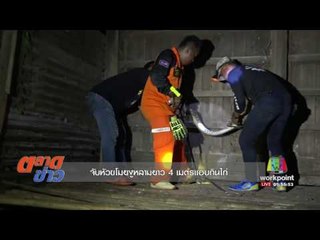 จับหัวขโมยงูหลามยาว 4 เมตรแอบกินไก่ l ตลาดข่าว l 2 ส.ค. 60