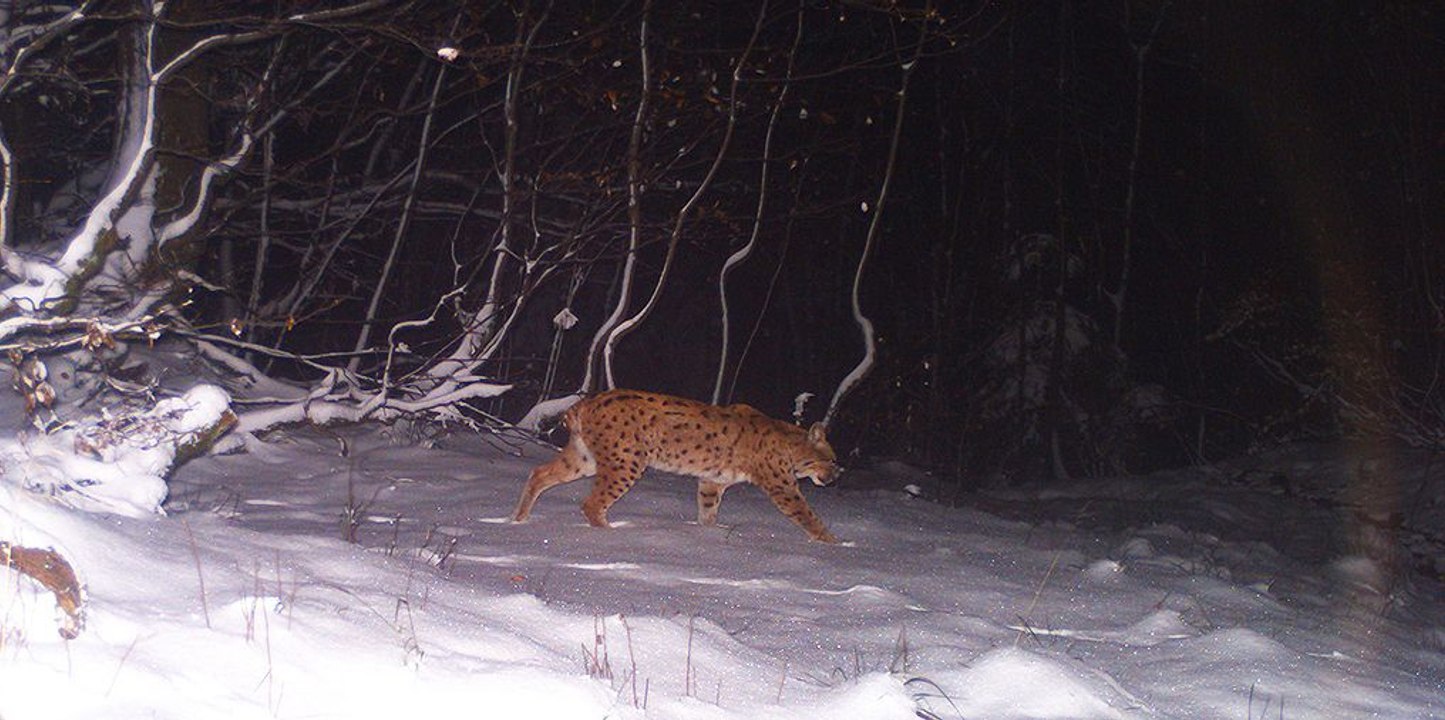 Sur la piste du lynx dans les Hautes Vosges