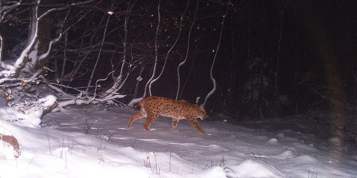 Sur la piste du lynx dans les Hautes Vosges