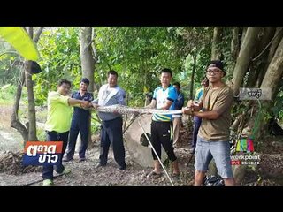 ไอ้เหลือมบุกเล้าเขมือบเป็ดเต็มท้อง l ตลาดข่าว l 15 ส.ค.60