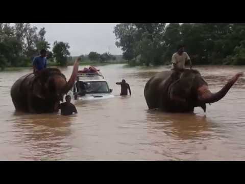 สุดน่ารัก เนปาลส่งช้างจิตอาสาลงช่วยน้ำท่วม ฝ่ากระแสน้ำเชี่ยวกราก