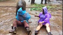 Ce bébé éléphant adorable ne demande que des câlins...