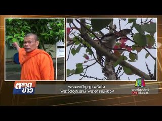 นกเงือกสัตว์หายาก 4 ตัวบินอาศัยอยู่ในป่าข้างวัดl ตลาดข่าว l 17 ส.ค.60