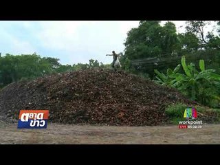 ภูเขาเปลือกมะพร้าวคนเชียงใหม่เร่งทำปุ๋ยอินทรีย์ l ตลาดข่าว l 28 ส.ค. 60