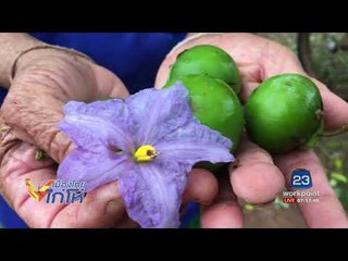 ตื่นมะเขือยักษ์สูงกว่า 5 เมตร กลางหมู่บ้าน l เมืองไทยไก่โห่ l 23 ส.ค. 60