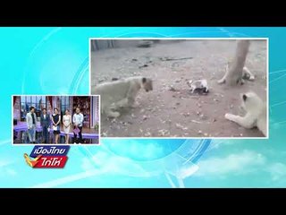 คนร้ายลักลอบตัดไม้พยุงในวัดอายุกว่า 100 ปี l เมืองไทยไก่โห่ l 30 ส.ค. 60