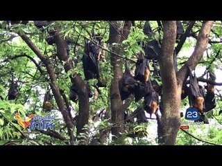 ห้องน้ำประหลาด สร้างล้อมรอบต้นไม้ใหญ่ l เมืองไทยไก่โห่ l 23 ส.ค. 60