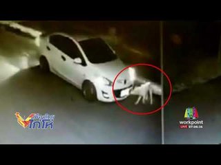 พระสุดทน! ญาติโยมนำสุนัขมาปล่อยวัดกลางดึก l เมืองไทยไก่โห่ l 27 ส.ค. 60