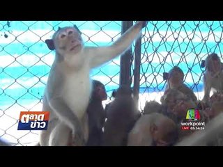 จับลิงทำหมันลด แก้ไขปัญหาชาวบ้านเดือนร้อน l ตลาดข่าว l 23 ส.ค. 60