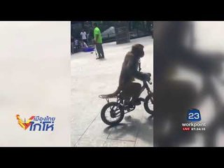 เจ้าจ๋อ ปั่นจักรยานไม่มองทาง ล้มไม่เป็นท่า l เมืองไทยไก่โห่ l 28 ส.ค. 60