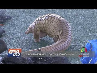 จับลอบขนตัวนิ่มกว่า 136 ตัว ส่งจีน เวียดนาม | ตลาดข่าว | 1 ก.ย. 60