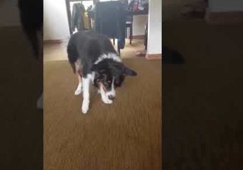 Dog Determined to Hunt and Catch Own Shadow