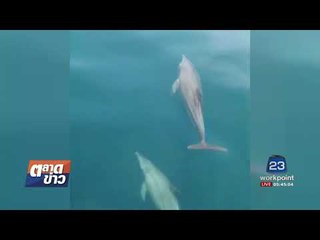 นทท.ตื่นเต้นพบฝูงโลมา 7-8 ตัว ว่ายน้ำเล่นคลื่น | ตลาดข่าว | 4 ก.ย. 60