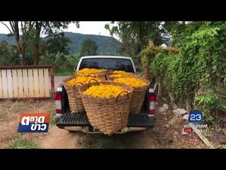 สำรวจดอกดาวเรือง เมืองโคราช l ตลาดข่าว l 28 ส.ค. 60