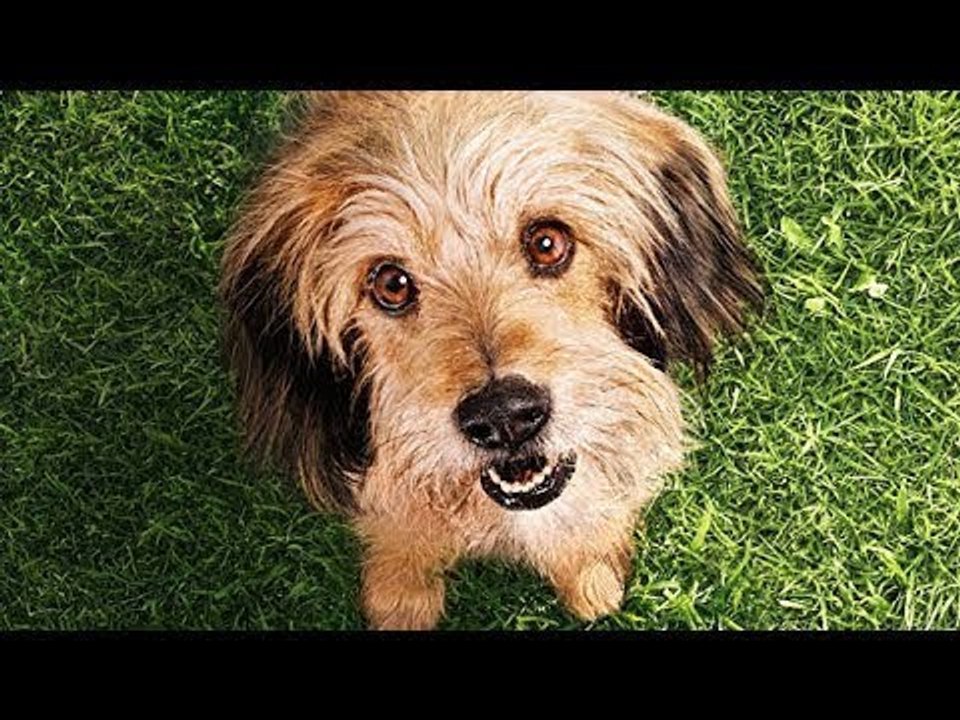BENJI : La Bande Annonce en Français
