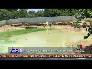 เร่งจับจระเข้หลุดจากฟาร์ม สงขลา อีก2 ตัว l ข่าวเวิร์คพอยท์ l 4 ก.ย. 60