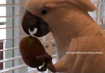 Dominating Cockatoo Defeats Helpless Kiwi