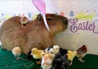 Festive Capybara Gets Into the Easter Spirit