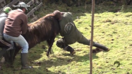 HOMEM  ENFRENTA TOURO E FICA EM APUROS