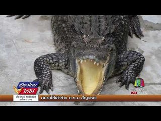 ย้ายจระเข้น้ำเค็มไปบ่อพักใหม่ จ.ภูเก็ต l เมืองไทยไก่โห่ l 6 ก.ย.60
