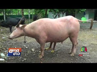 ฮือฮาชาวบ้านแห่ดู “ควายเผือก” l ตลาดข่าว l 7 ก.ย.60