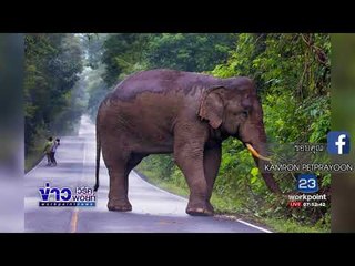 อุทยานฯ เรียก 2 นักวิ่งเซลฟี่กับช้างเสียค่าปรับ |ข่าวเวิร์คพอยท์| 23 ก.ย.60