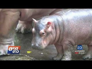 สวนสัตว์เปิดเขาเขียว ได้ลูกฮิปโปโปเตมัส เพิ่มอีก 1 ตัว l ตลาดข่าว l 25 ก.ย.60