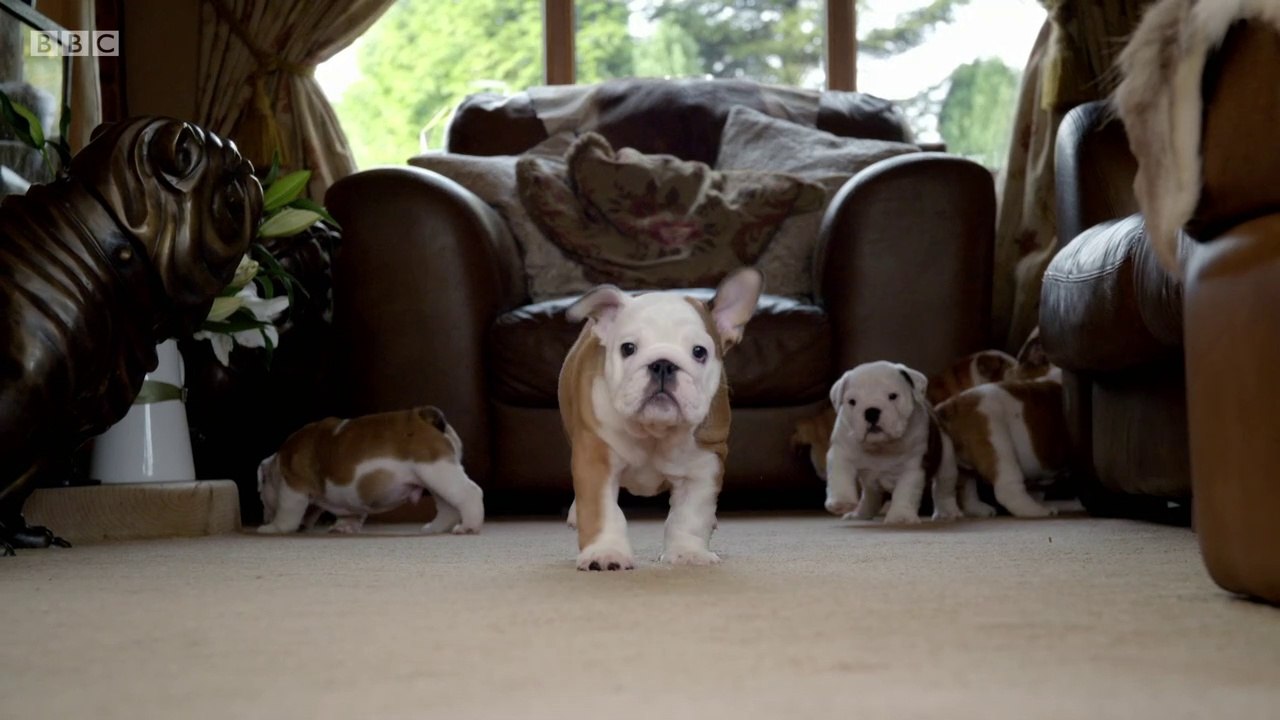 BBC1_Saving the British Bulldog 14Mar18