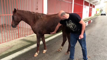 Yem bulamayan at taş yemiş - EDİRNE