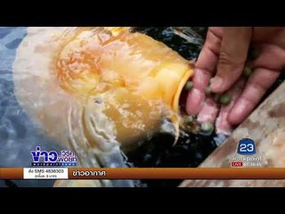 หนุ่มทุ่ม 1.5 ล้านซื้อปลาคาร์ฟตัวใหญ่สุดในเมืองไทย l ข่าวเวิร์คพอยท์ l 28 ก.ย. 60