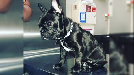 United Airlines Has A Horrible Track Record With Pets