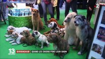 Royaume-Uni : le Crufts, plus grand salon canin du monde