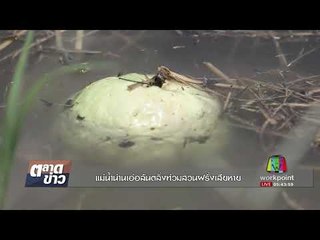 แม่น้ำน่านเอ่อล้นตลิ่งท่วมสวนฝรั่งเสียหาย l ตลาดข่าว l 2 ต.ค. 60