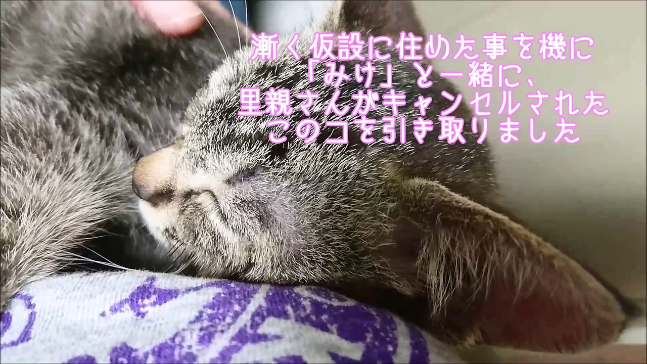 「やんちゃ姫」りうも大きくなりました♪