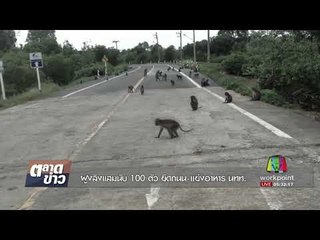ฝูงลิงแสมนับ 100 ตัว ยึดถนน แย่งอาหาร นทท.  l ตลาดข่าว l 5 ต.ค. 60