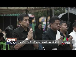 ปลูกต้นชะโนด 134 ต้นทดแทนต้นเก่าข้างมะเดื่อยักษ์ l ตลาดข่าว l 6 ต.ค. 60