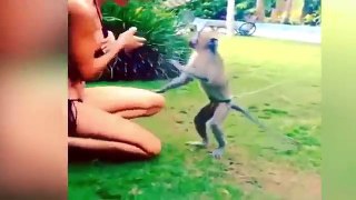 Kejadian Tak Terduga Monyet Nakal Gangguin Cewek Cantik