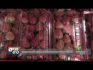ลมหนาวมาเร็วสตอเบอรี่ล็อตแรกของปีวางขายแล้ว l ตลาดข่าว l 9 ต.ค. 60