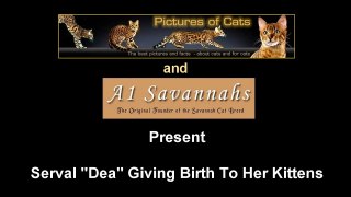 Serval Dea Giving Birth